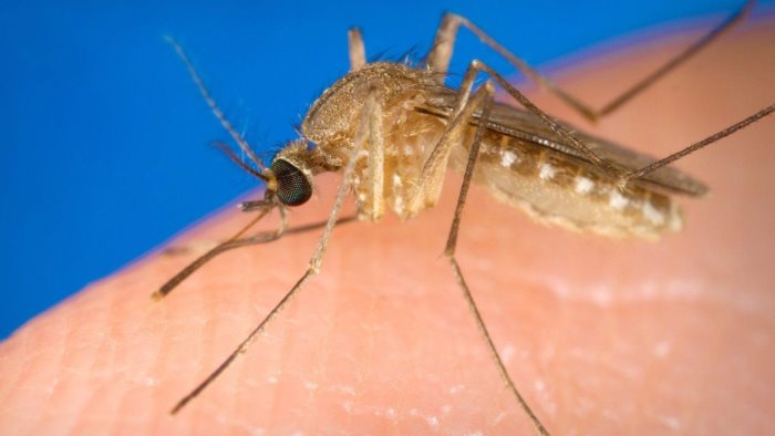 zanzare e west nile al via la disinfestazione a pietrastornina