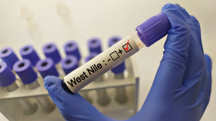 il virus west nile provoca un altro morto in campania tre vittime