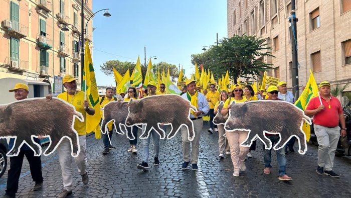 emergenza cinghiali nel casertano ritorna la caccia di selezione con le atc