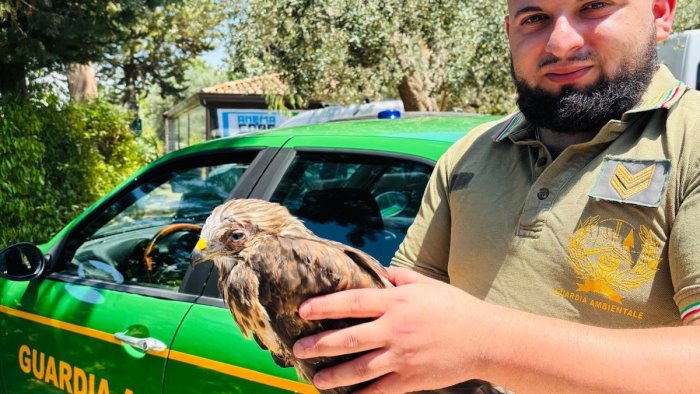 salvata una poiana dai volontari federazione pro vita