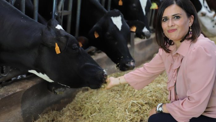 dermatite nodulare bovina nocco fdi serve vaccinazione capillare