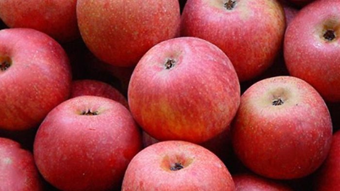 facolta agraria di portici la mela annurca riduce il colesterolo