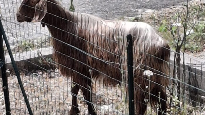 capre sul raccordo tra benevento e san giorgio code e disagi per automobilisti