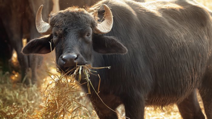 serre 37enne trovato morto nella vasca del letame in un azienda bufalina