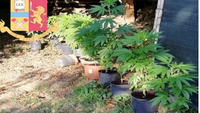cava sequestrate 11 piante di cannabis denunciato 40enne
