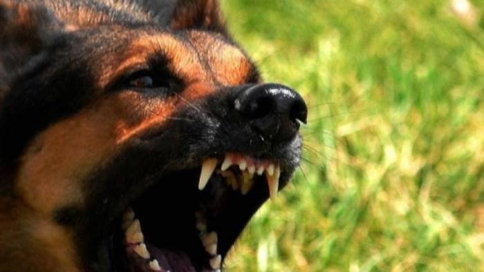 donna azzannata al volto da un cane e grave