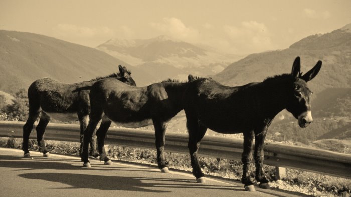 sono rimasti in tre tre somari e tre briganti