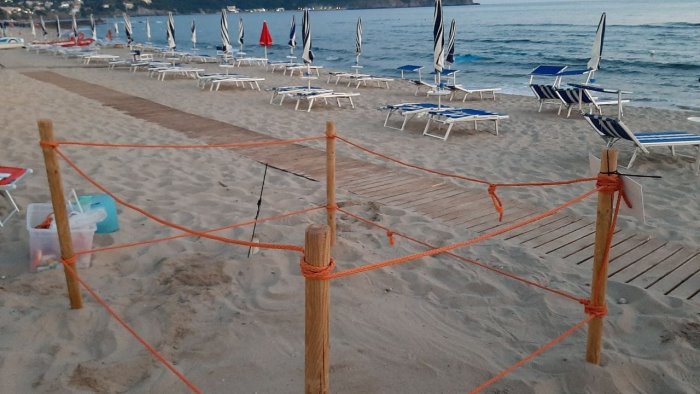 il cilento e la terra delle tartarughe trovato nuovo nido