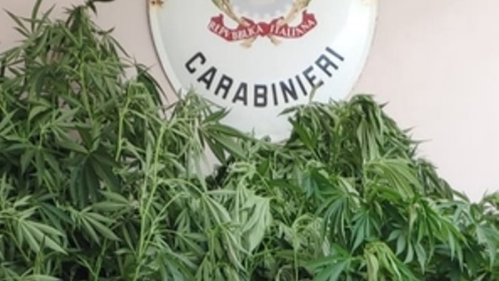 marijuana tra le pannocchie arrestato coltivatore
