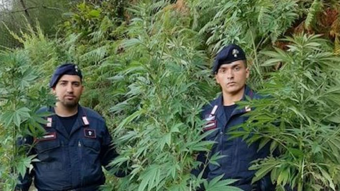 tramonti carabinieri sequestrano piantagione di marijuana