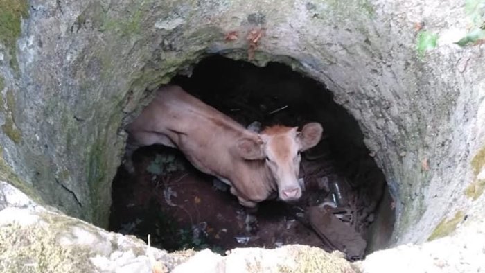 vitello precipita in una cisterna a cava messo in salvo