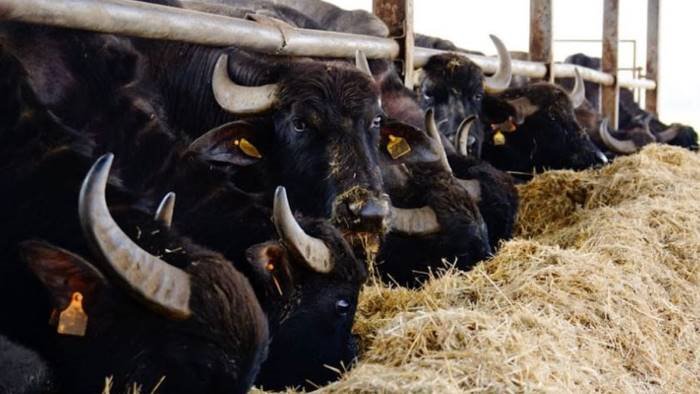 sequestrato allevamento di bufale per reati ambientali
