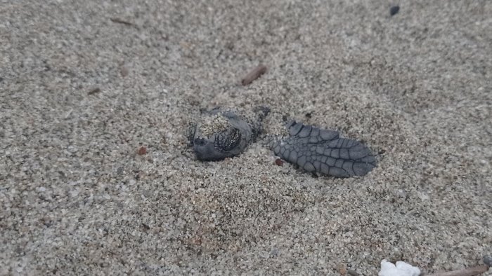 e tempo di vita nate le prime tartarughine ad ascea