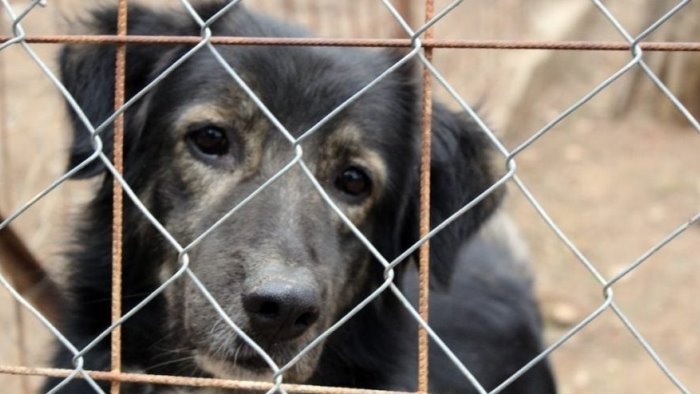 orrore a cava uomo denunciato per maltrattamento e morte di un cane