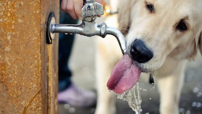 crisi epiliettica per il forte caldo cane salvato da poliziotti