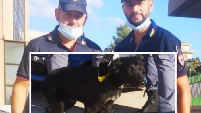 cane abbandonato lungo la telesina salvato da una donna e dai poliziotti
