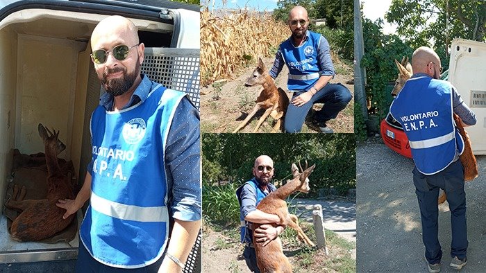 montella nulla da fare per il capriolo investito da un auto pirata