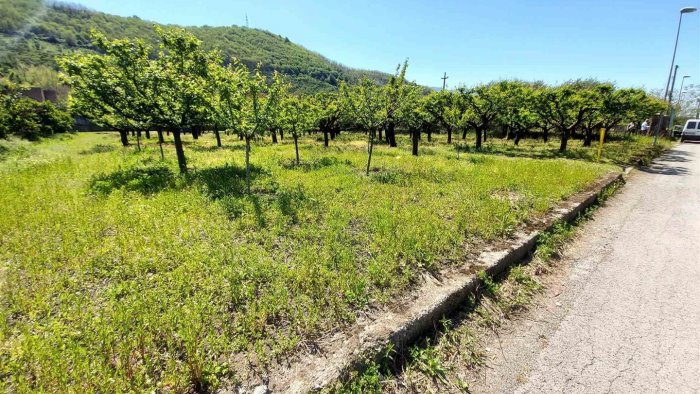 alberi pericolanti e aree verdi abbandonate scatta l ordinanza a nocera