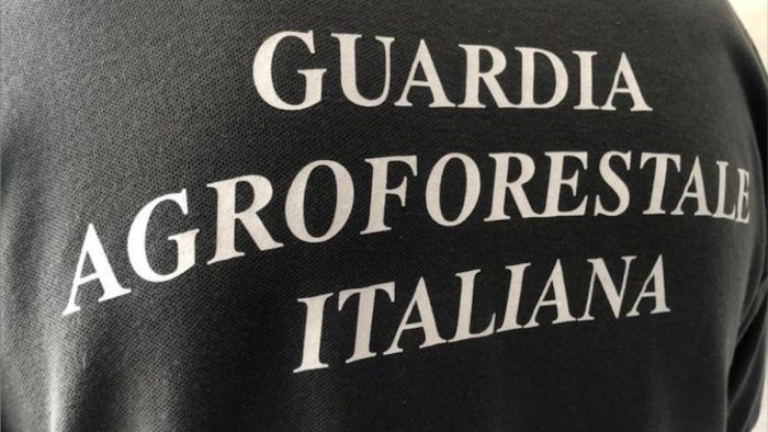 guardia agroforestale italiana il presidente d acunto volano le iscrizioni