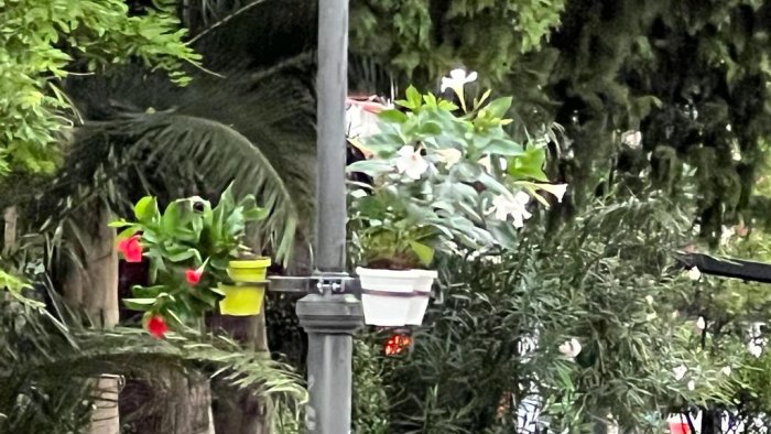 telese sempre piu green ecco le nuove fioriere pensili