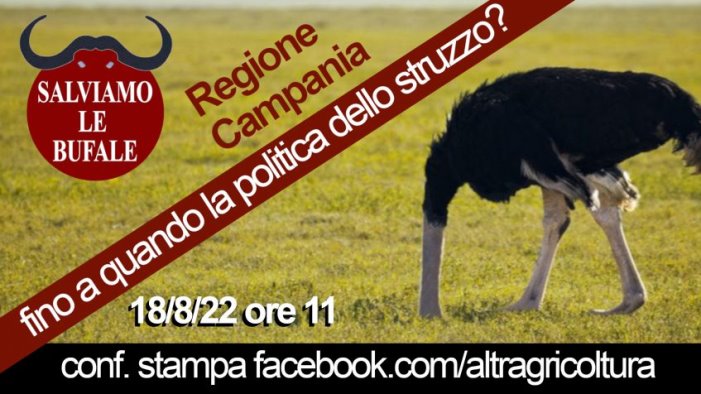 vertenza bufalina allevatori casertani basta con la politica dello struzzo