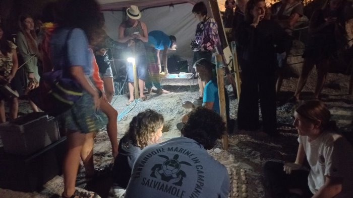 tartarughe nuove schiuse in cilento chiuso anche il secondo nido a camerota