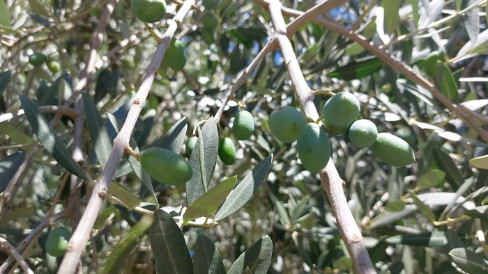 olivicoltura in irpinia gli agronomi lanciano l allarme produzione in calo