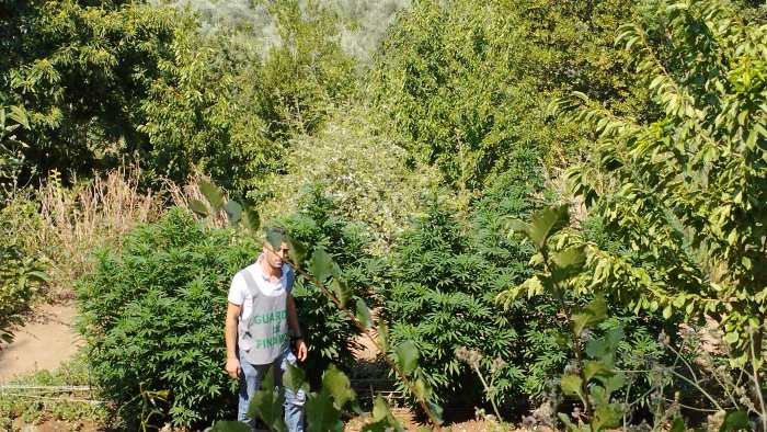 scoperta una piantagione di canapa indiana indica a caserta un arresto