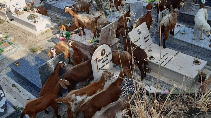 la carica delle capre curiosa invasione nel cimitero di salerno