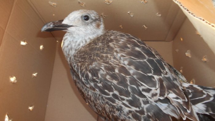 allodi denuncia e il wwf salva il giovane gabbiano ferito alla marina di puolo