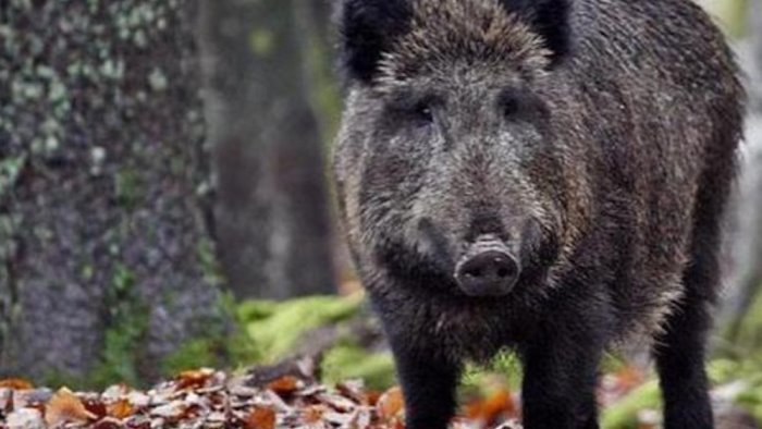 emergenza cinghiali il sindaco di baronissi situazione insostenibile