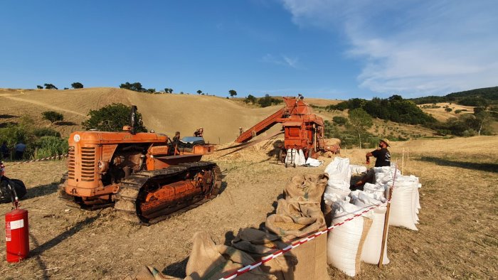 baselice riscopre la vecchia mietitura e la trebbiatura antica del grano