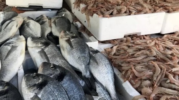 sapri 40 kg di pesce sequestrati dai carabinieri
