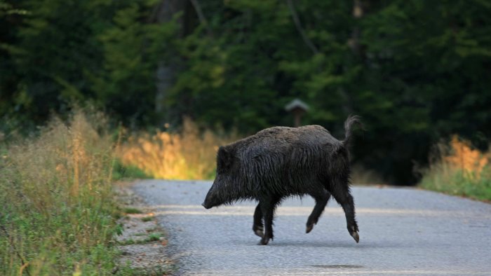 altavilla cinghiale contro una moto in corsa due giovani finiscono in ospedale