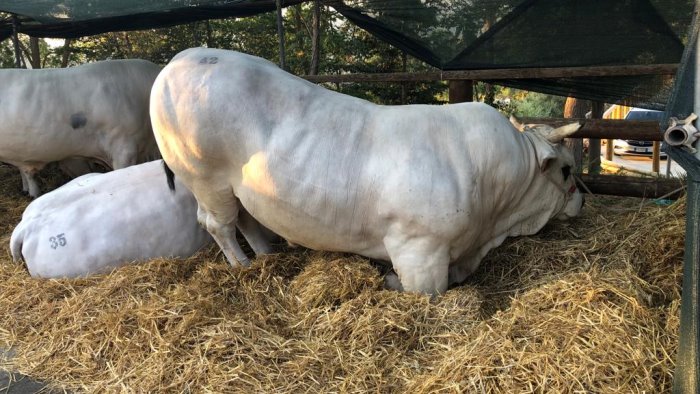 san giorgio la molara mostra interregionale della marchigiana igp e convegno