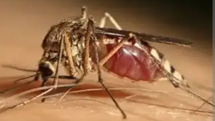 west nile scatta la disinfestazione di notte ad avellino ecco le date