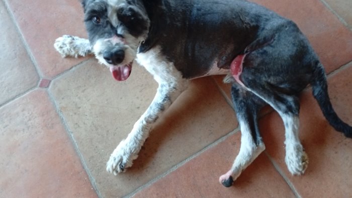 la forza del cane dragon massacrato con l acido e in lenta ripresa