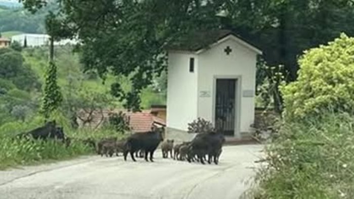 emergenza cinghiali in campania cia agricoltura ormai in ginocchio