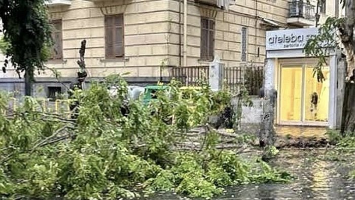 vomero viale michelangelo cade un altro albero