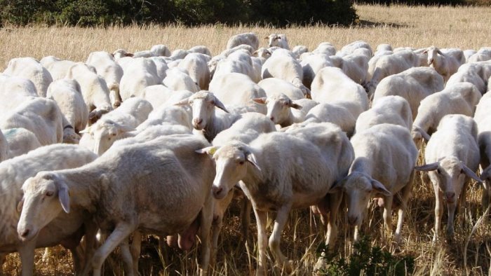 coldiretti campania in arrivo due milioni per affrontare la blue tongue