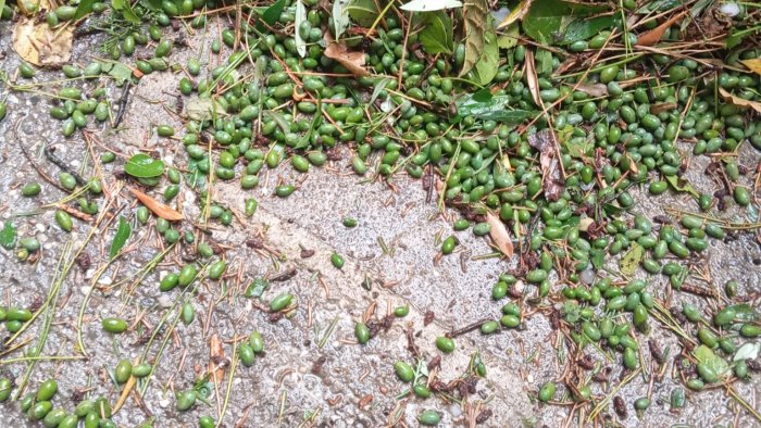 grandinata rubano evento devastante misure straordinarie per gli agricoltori