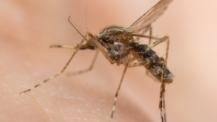 caso di dengue dall estero bonificato l ospedale