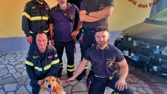 gesualdo cane incastrato tra le inferriate salvato dai vigili del fuoco