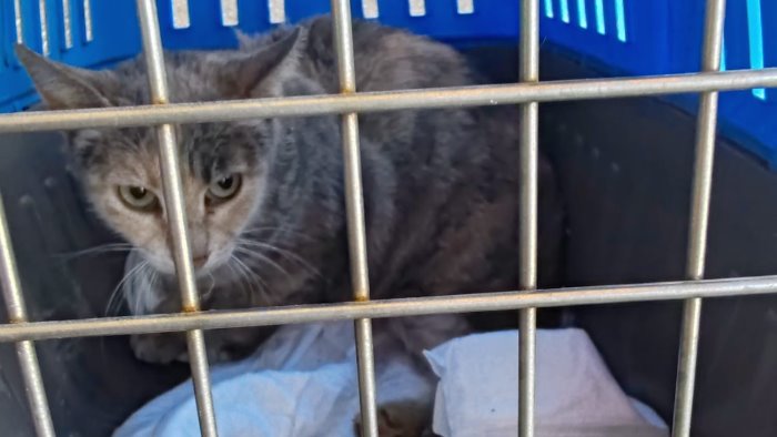estate e randagismo felino l appello urgente della lida bonito