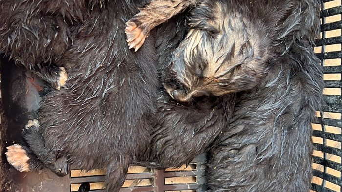 trova 5 cuccioli e li porta ai carabinieri scatta la staffetta per salvarli