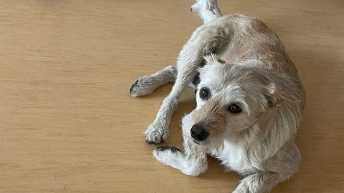 stremata e accasciata a terra dopo una giornata passata ad inseguire auto