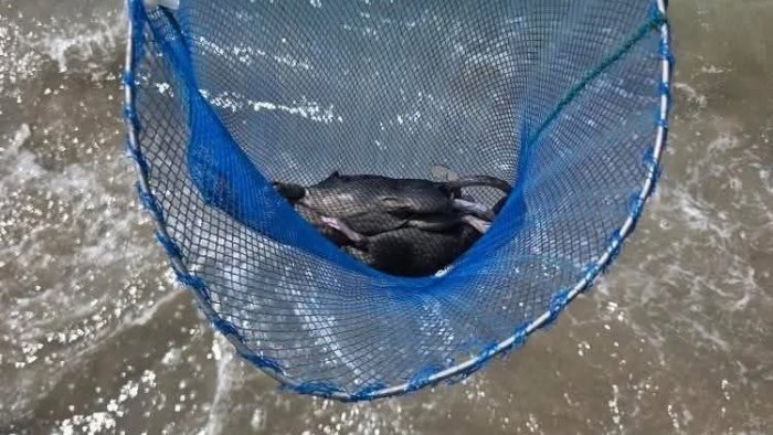 topi in mare tommasetti cosi i bagnanti scappano da salerno