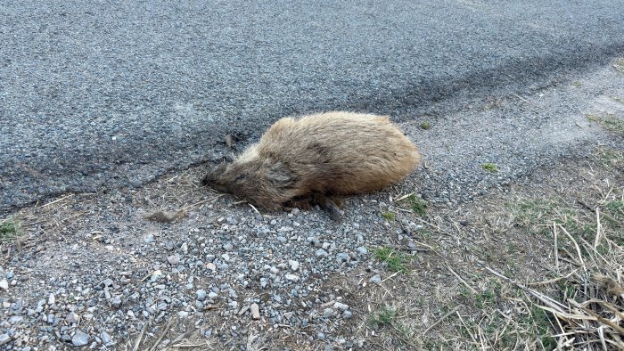 cilento incidente stradale auto travolge e uccide un cinghiale
