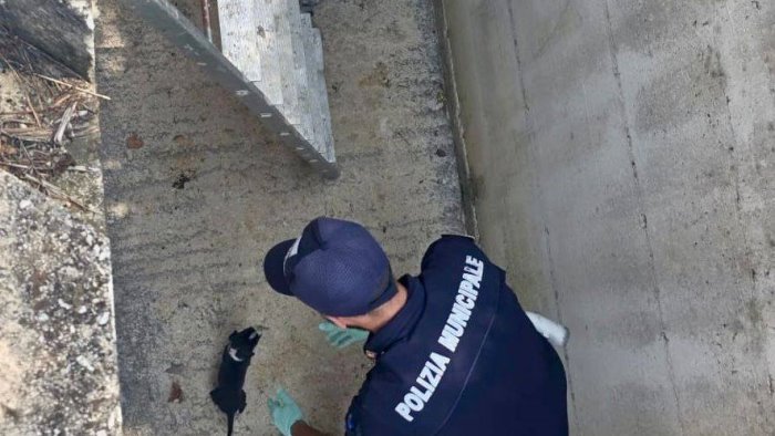 otto cuccioli messi in salvo a sarno sono al sicuro e in attesa di adozione