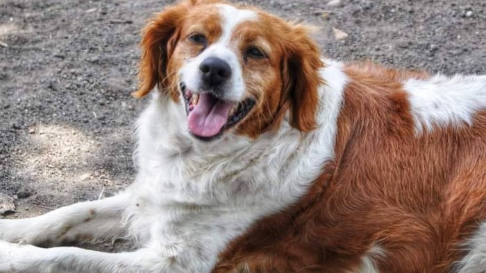 a torre del greco nasce il cane di quartiere
